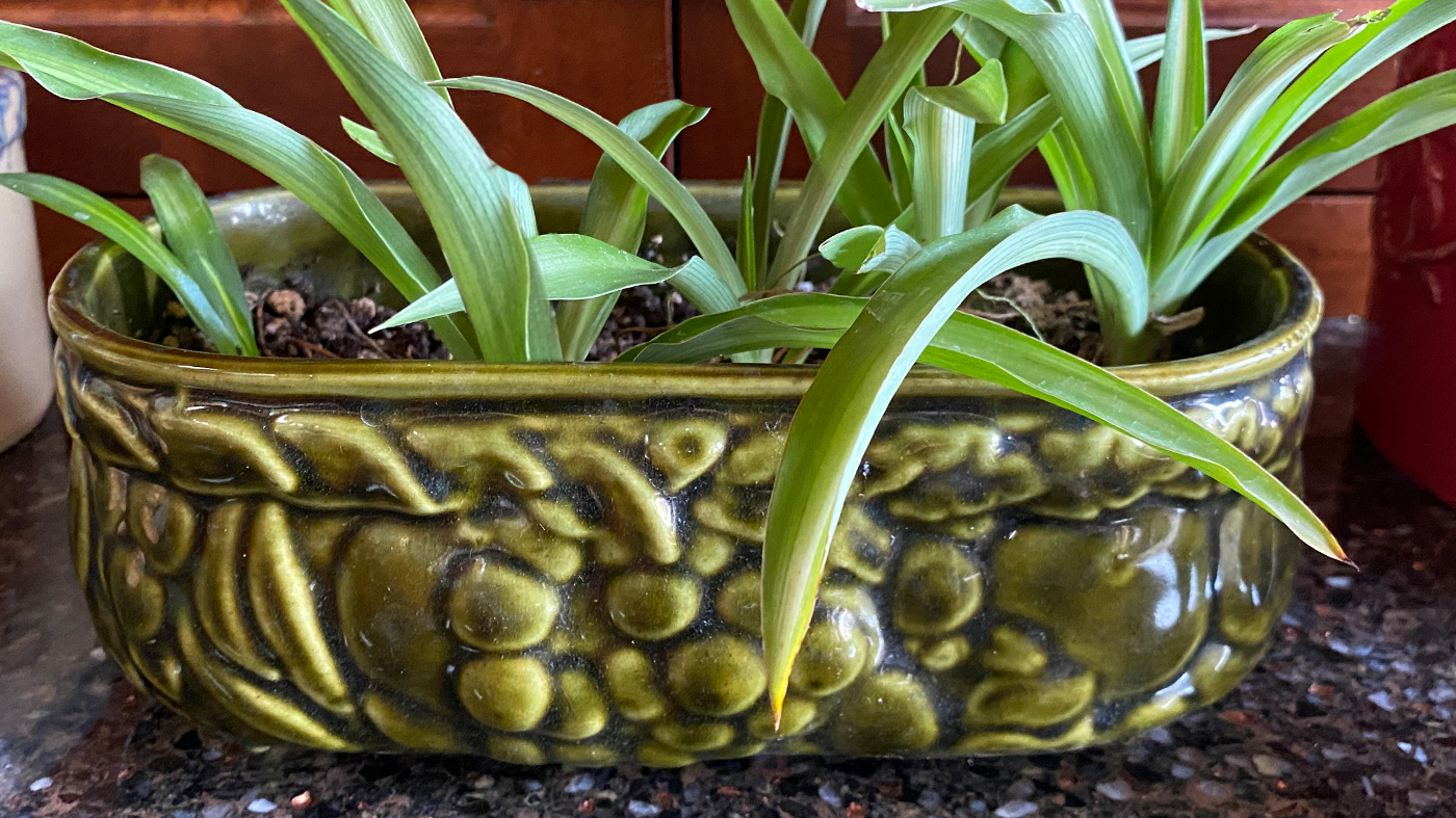 ceramic pot