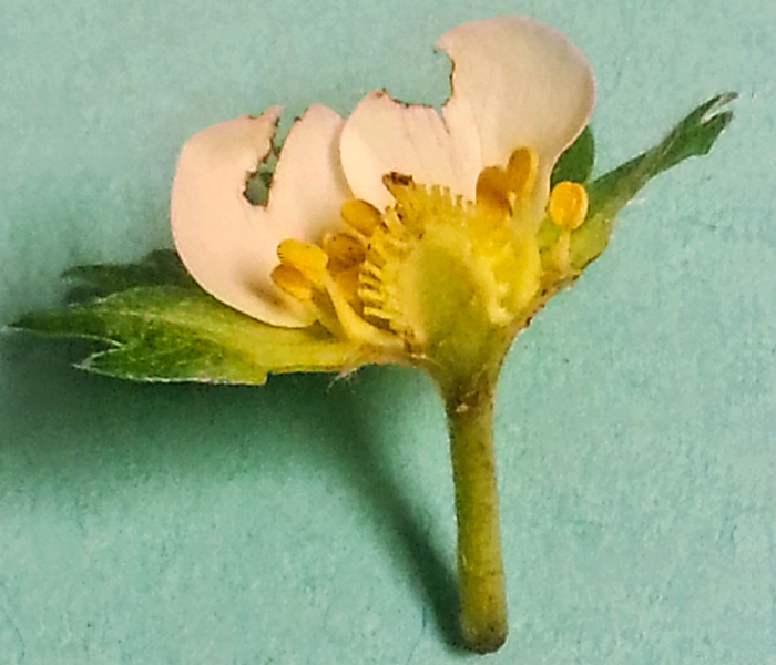 white tissue under the pistils