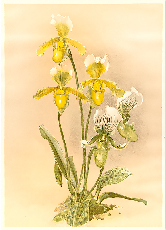 Rare Book Exhibition