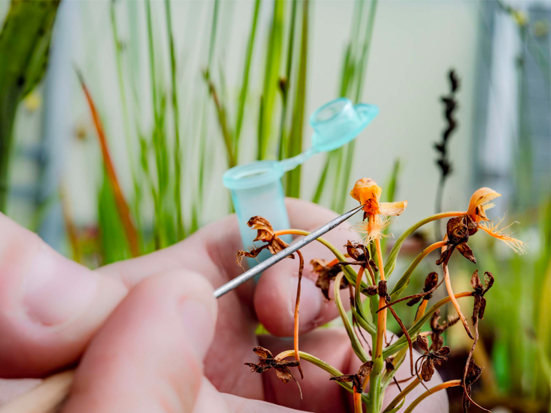 collecting orchid pollen
