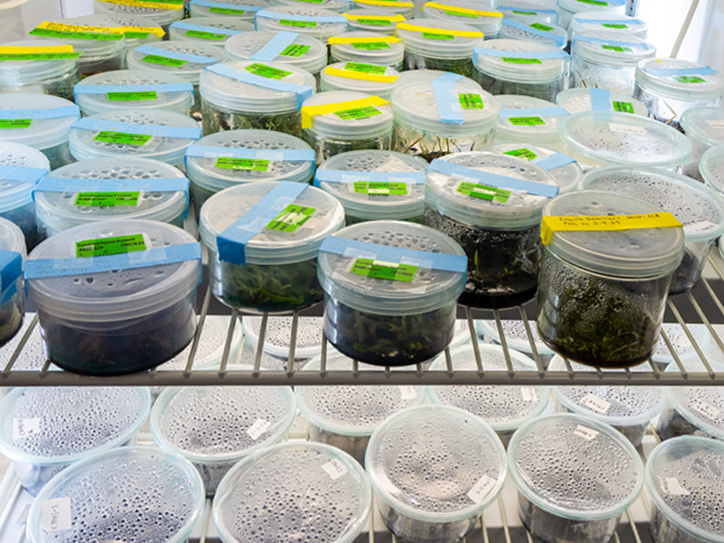 seeds in fridgerated