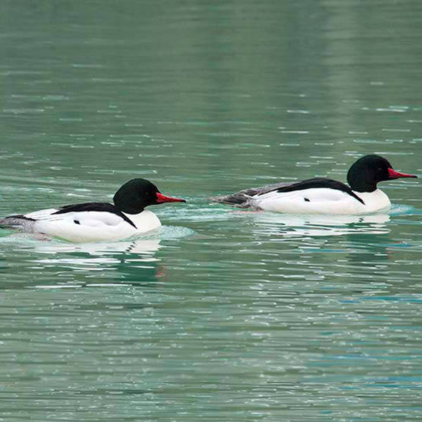 Merganser