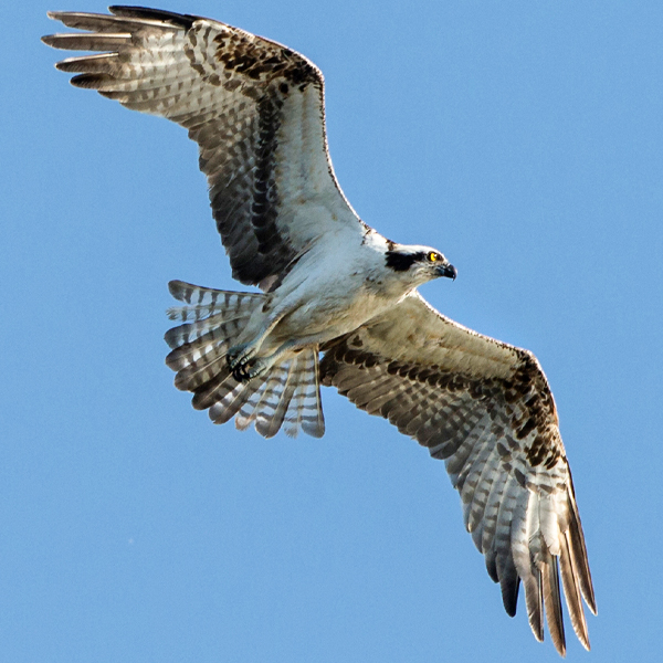 Osprey