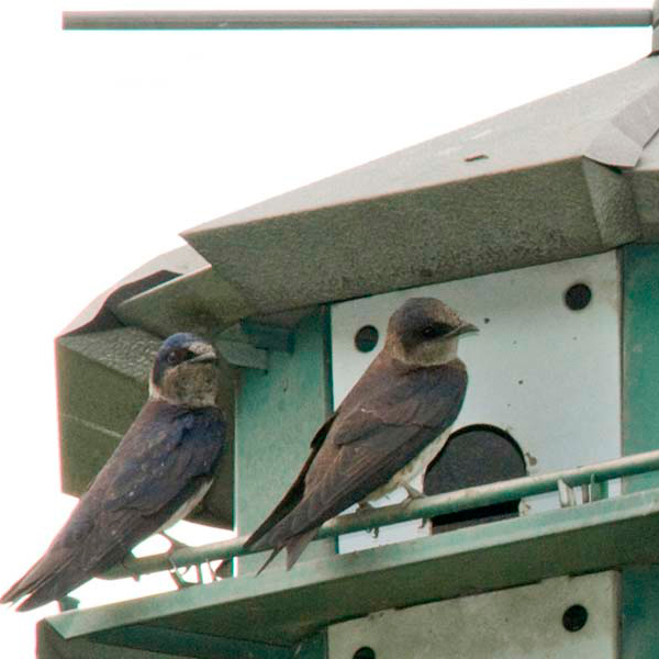 Purple Martin