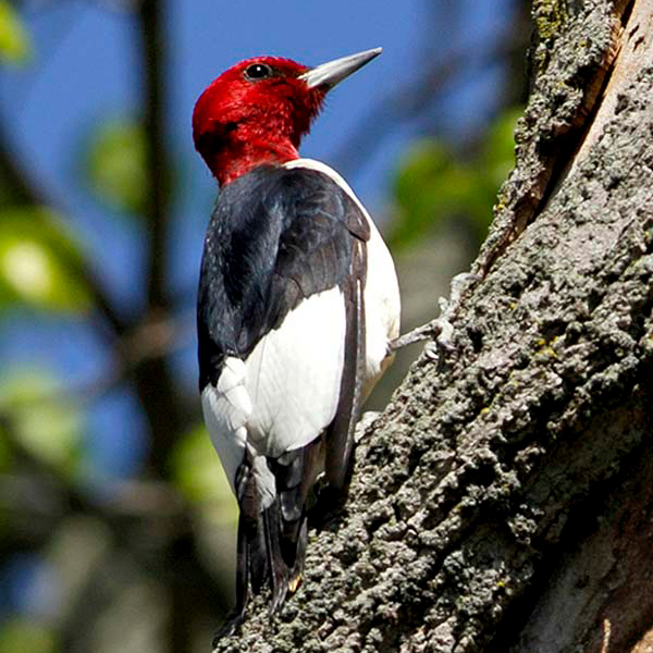 Redheaded Woodpecker