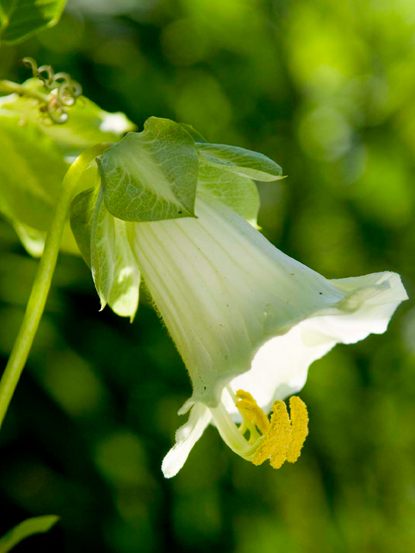 hop flower (Humulus lupulus)