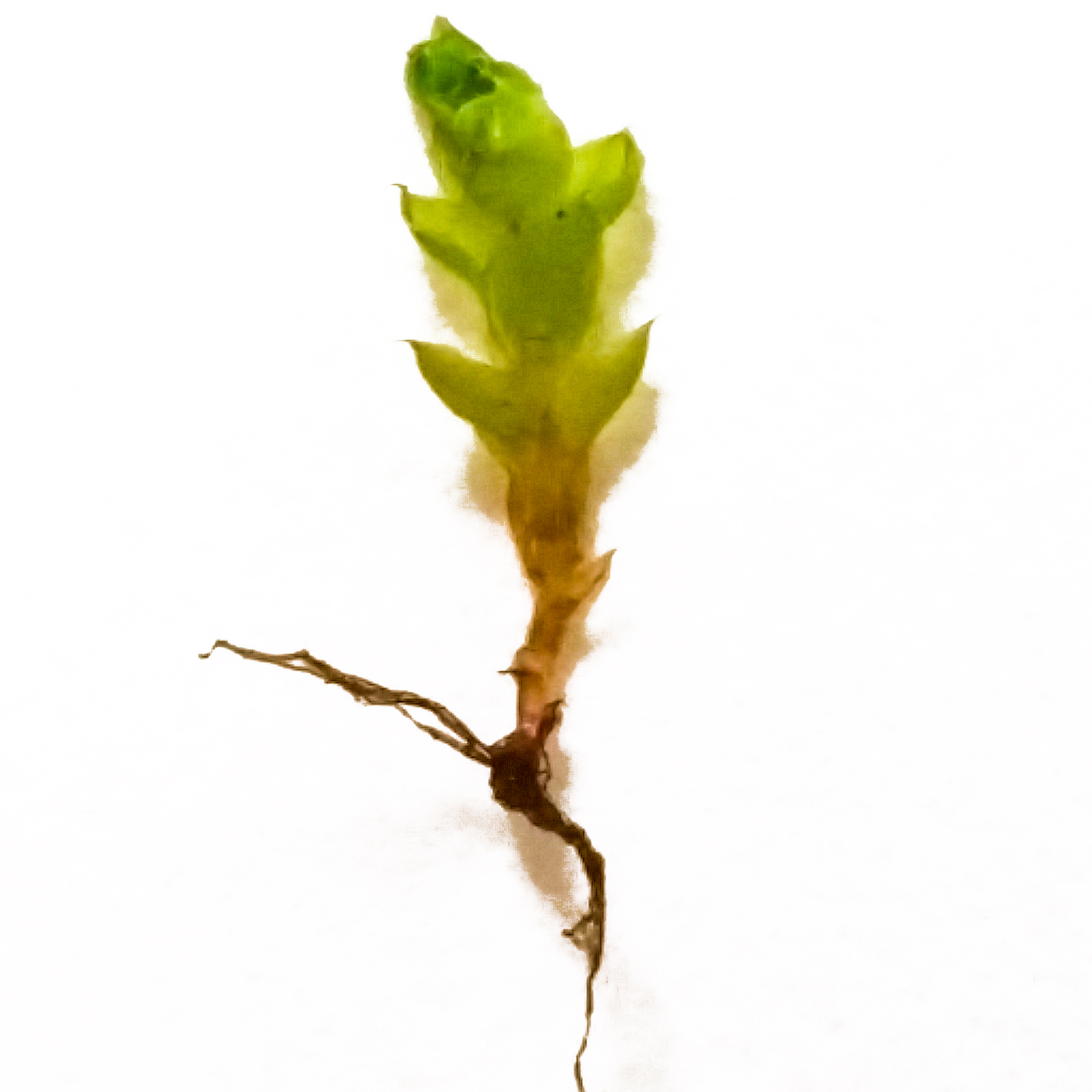 moss clump