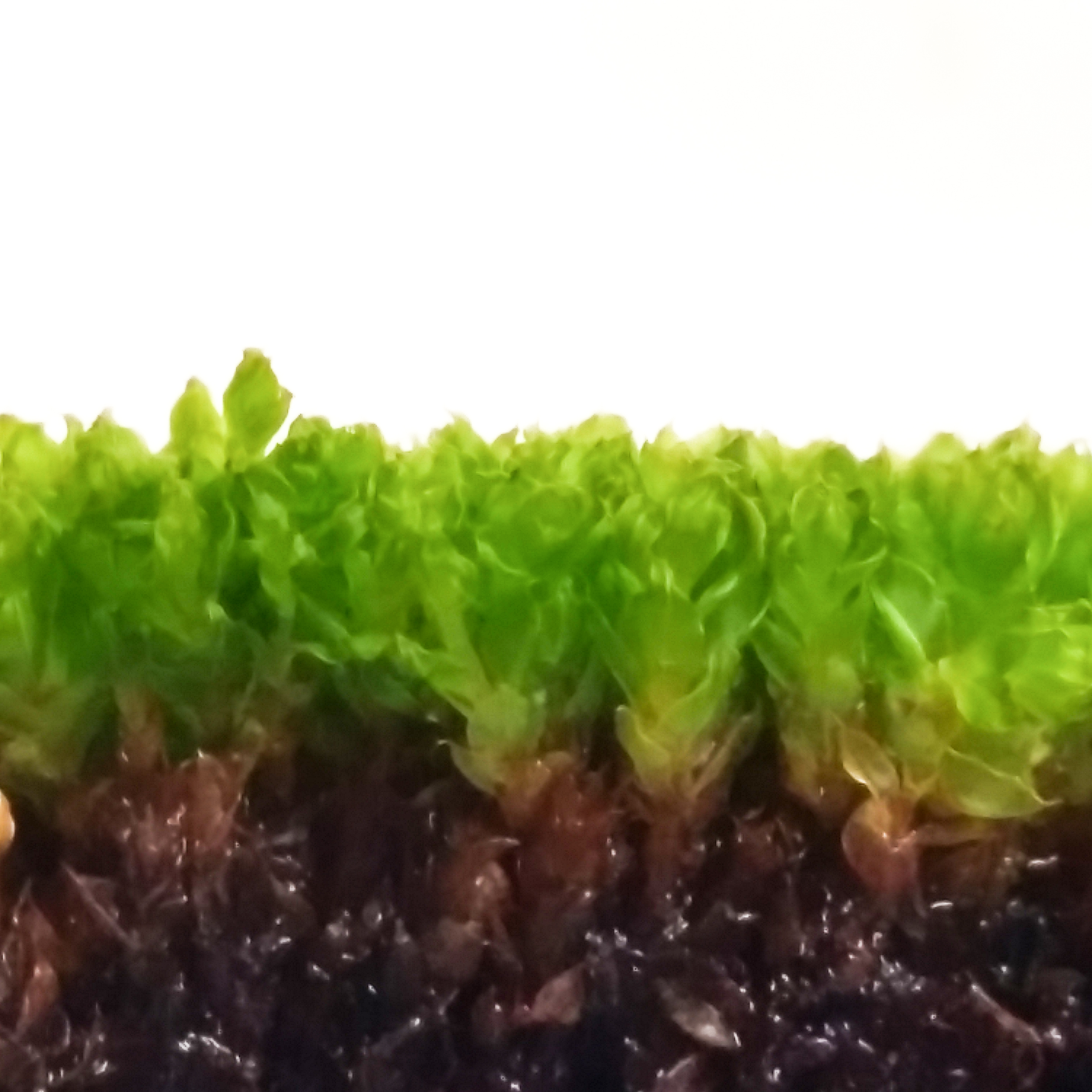 moss forest