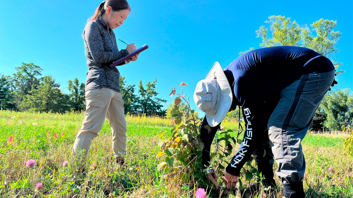 One person standing with a clipboard and another bending to inspect a plant in an open field at the Chicago Botanic Garden's New Roots for Restoration field site in Mettawa, IL