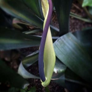 Find Garfield anthurium (Anthurium × garfieldii)