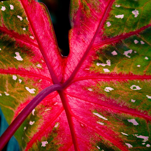 Red Flash elephant ear (Caladium ‘Red Flash’)