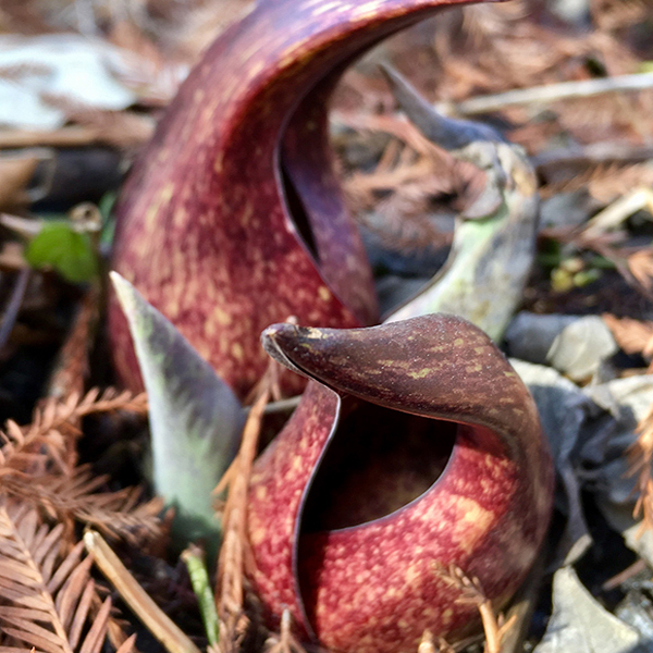 Skunk Cabbage (Symplocarpus foetidus)