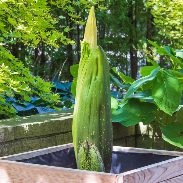 titan arum (Amorphophallus titanum)