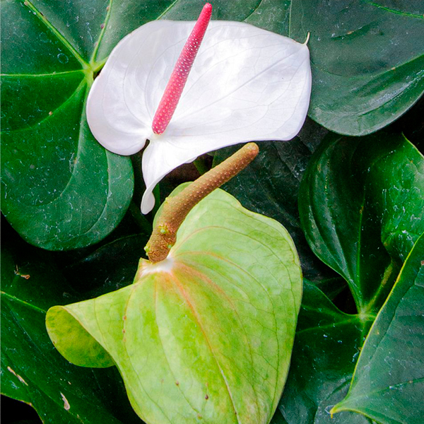 Flamingo flower (Anthurium andraeanum ‘White Heart’)