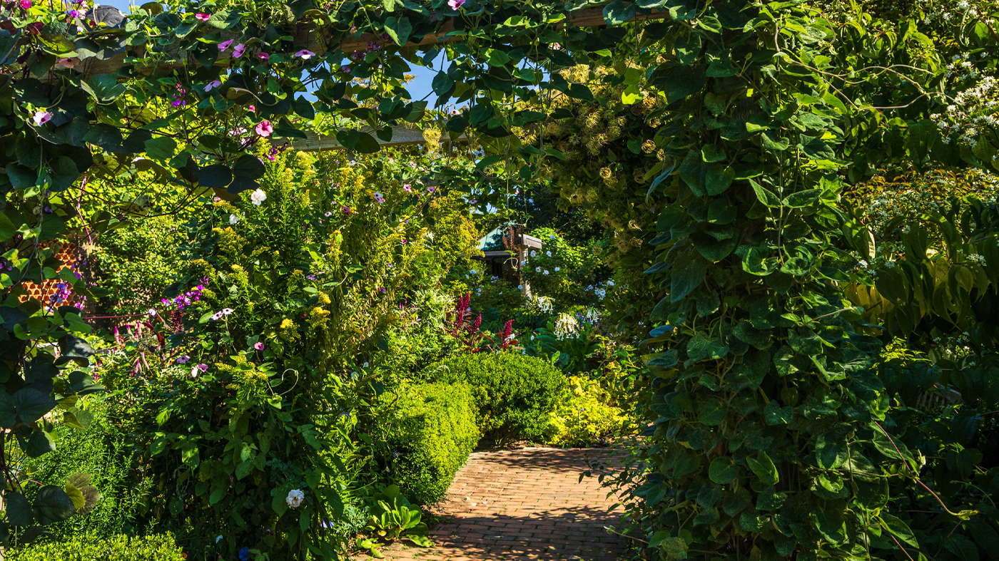 vines