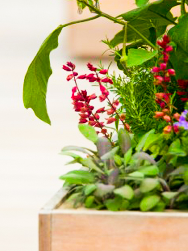 garden bed