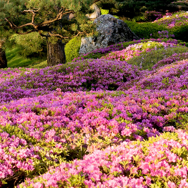 japanese blooms