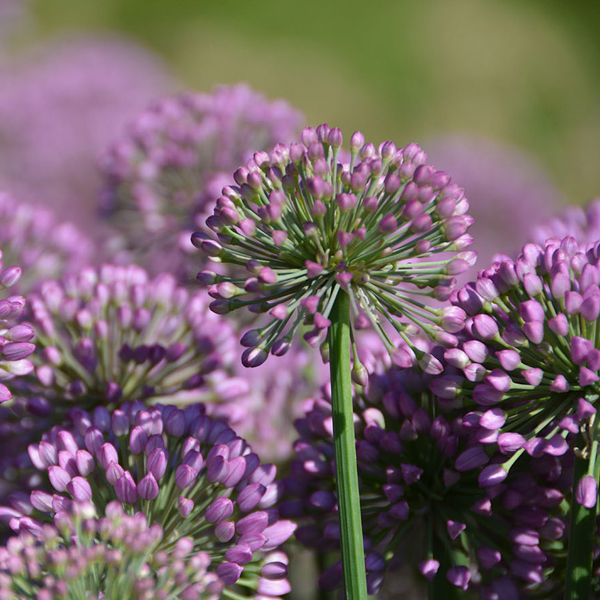 allium_serendipity