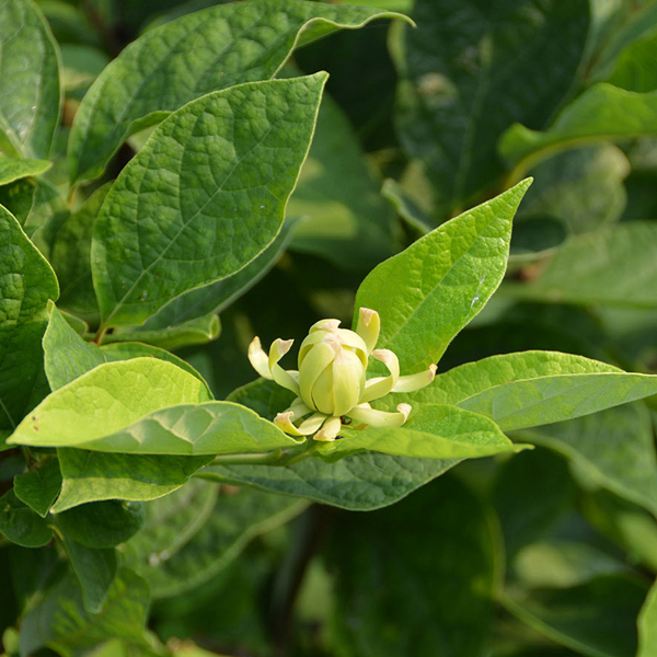 calycanthus-athens
