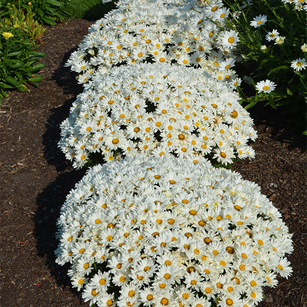 leucanthemum-cream-puff