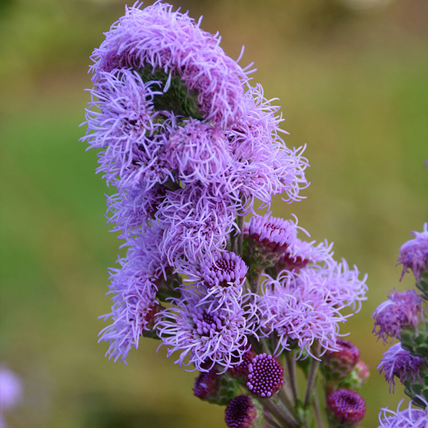 liatris-ligulistylis