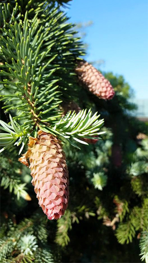 picea-abies-acrocona
