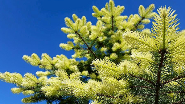 Picea pungens ‘Spring Ghost’