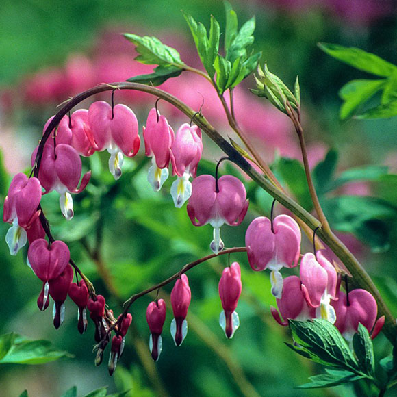 Bleeding Heart