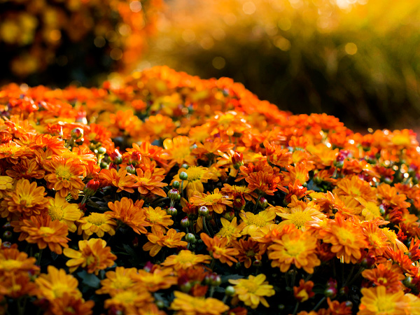 Gardening: The days and nights of blooming chrysanthemums – Orange County  Register