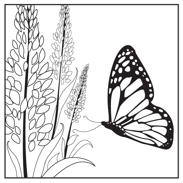 Butterfly Coloring Sheets - Williamsburg Botanical Garden