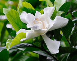 Gardenia Care Chicago Botanic Garden