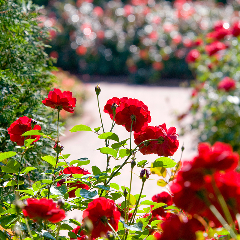 rose garden background