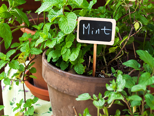Growing Herbs On Your Windowsill Chicago Botanic Garden
