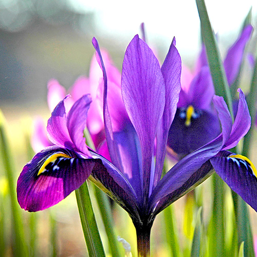 Iris | Chicago Botanic Garden