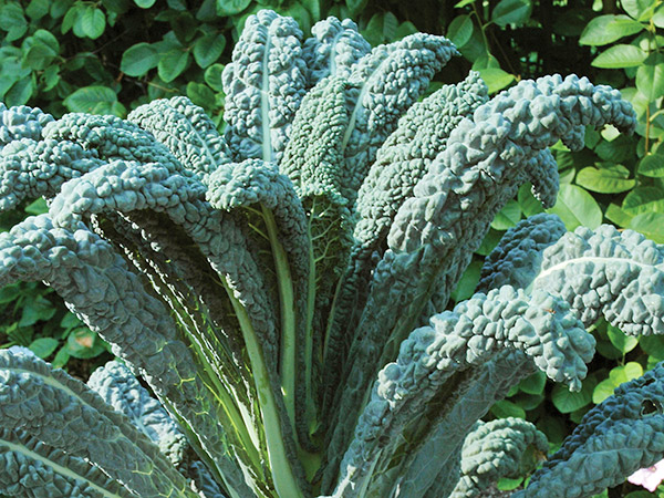 Kale at the Garden