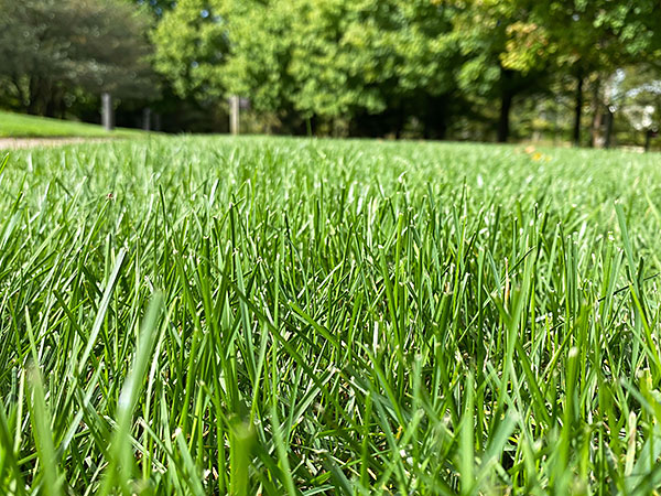grass for the lawn