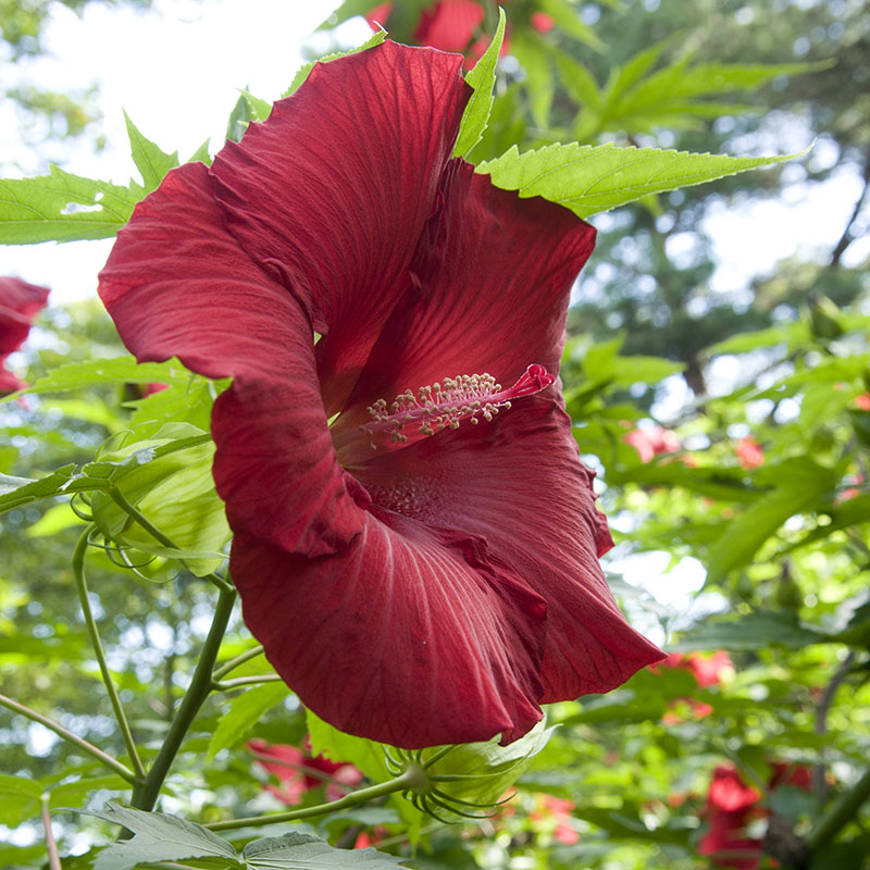 Hibiscus  Chicago Botanic Garden