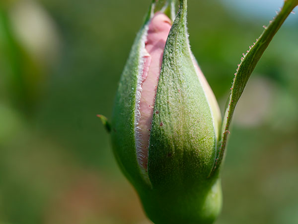 closed rose bud
