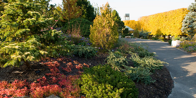 Dwarf Conifer Garden