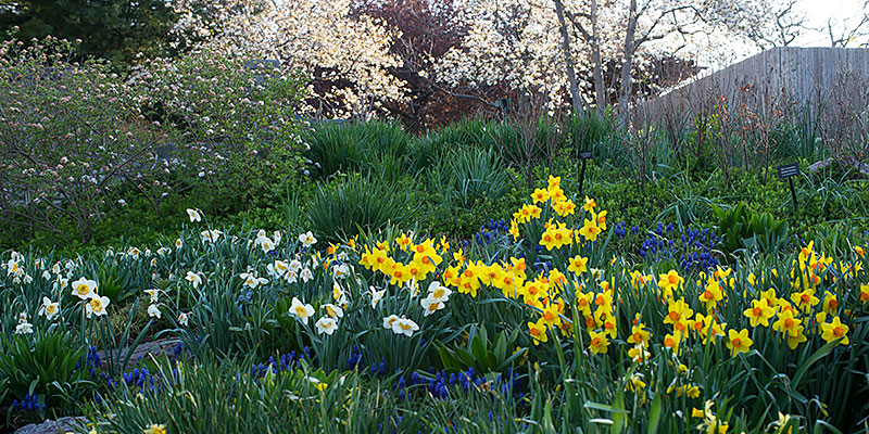 Graham Bulb Garden | Chicago Botanic Garden