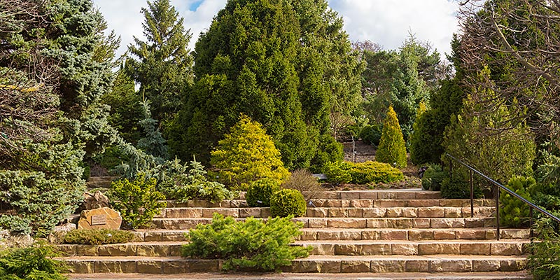 dwarf conifer garden