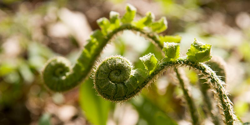 McDonald Woods | Chicago Botanic Garden