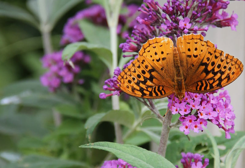 Great Spangled Fritillary on Butterfly Bush