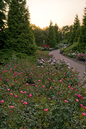 Roses Visiting The Queen Of Flowers Chicago Botanic Garden