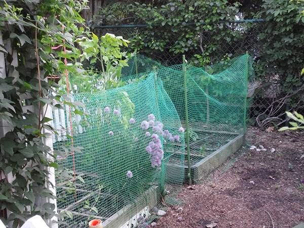 Bird netting over tomato plants in the garden