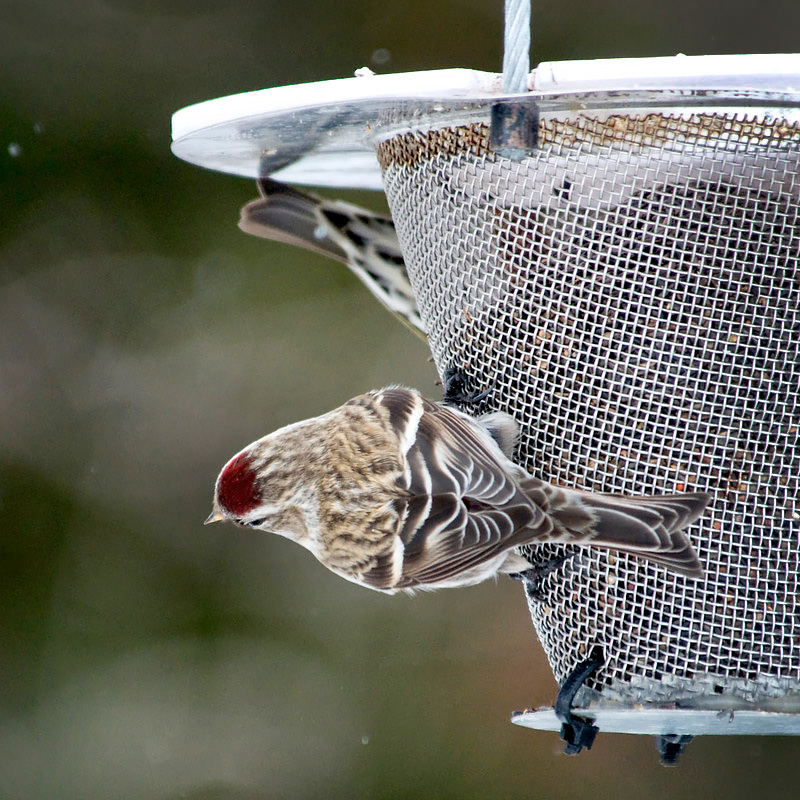 Feeding birds in winter – the dos and don'ts