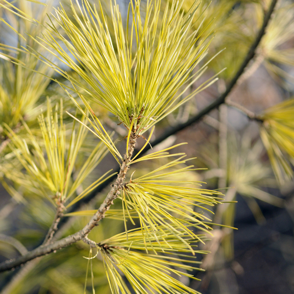 Macedonian pine (pinus peuce)