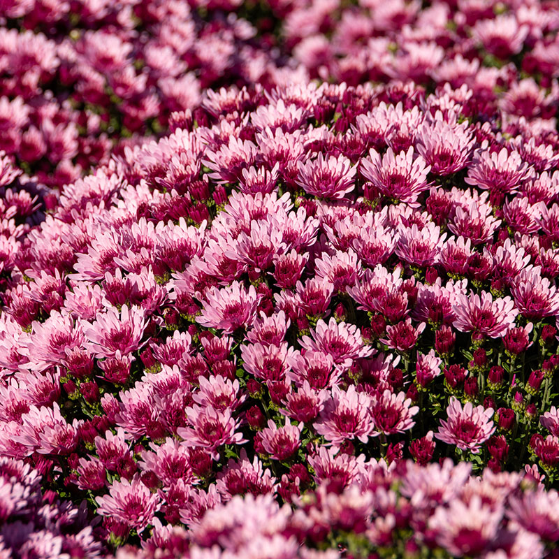Chrysanthemum morifolium ‘Cosmic Lunar Pink’