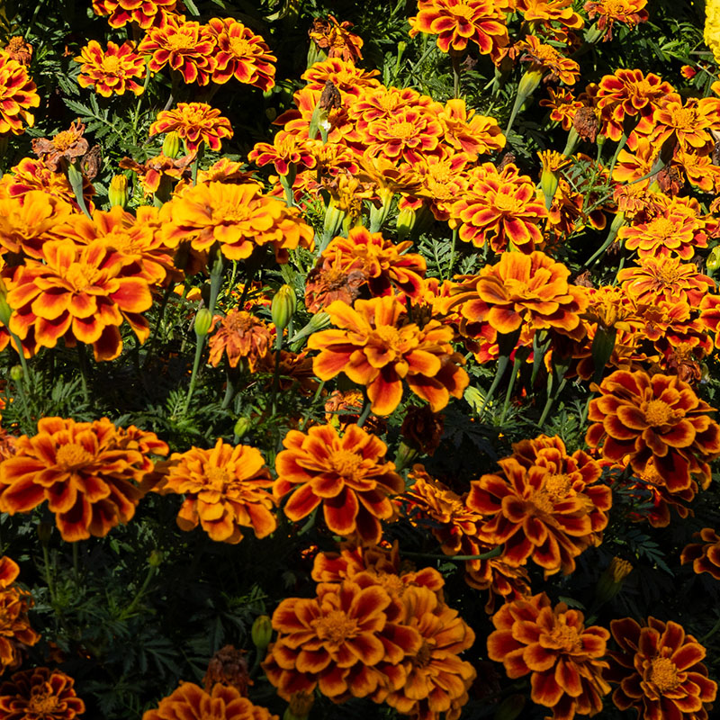 Tagetes patula ‘Durango® Flame’