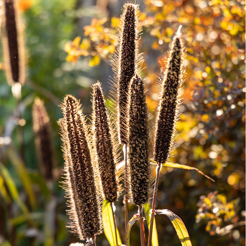 Pennisetum glaucum ‘Jester’
